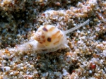 Nassarius mutabilis (juvenile)