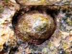 Patella rustica