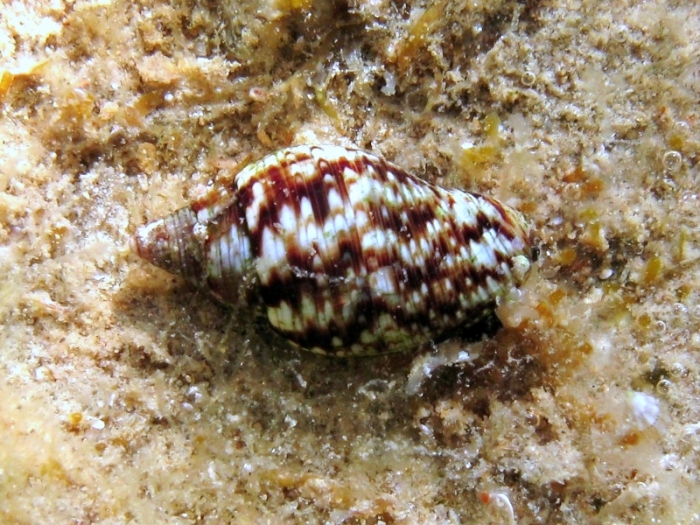 Pisania striata