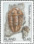 Asaphus sp.
