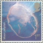 Aurelia aurita