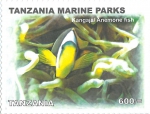 Amphiprion bicinctus