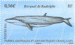 Balaenoptera borealis