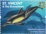 Delphinus capensis