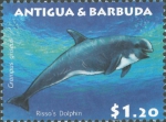 Grampus griseus