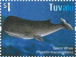 Physeter macrocephalus