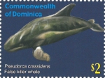 Pseudorca crassidens
