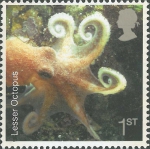 Eledone cirrhosa