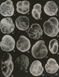 Foraminifera