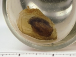 Chelyosoma, author: Fisheries and Oceans Canada, Claude Noz�res