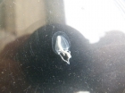 Klepelklokje (Sarsia tubulosa)