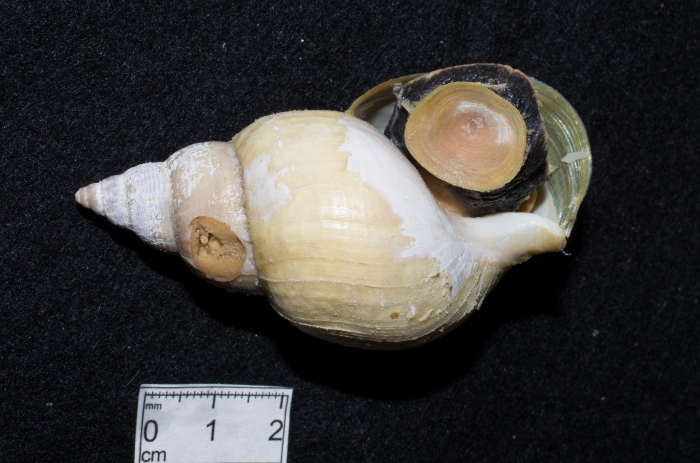 Buccinum hydrophanum - operculum