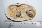 Muiltjes en driekantige kalkkokerwormen op de binnenzijde van een otterschelp