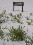 Duinen Wilsons Promontory