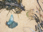 Portugees oorlogsschip - Physalia physalis