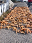Zeesterren