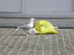 Zilvermeeuw