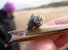 alikruikje met zeepokken levend op amerikaanse zwaardschede