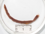 Polychaetes