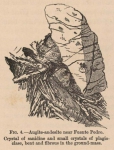 Renard (1888, fig. 04) Renard (1888, fig. 04)