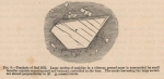 Renard (1888, fig. 08) Renard (1888, fig. 08)