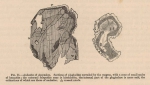 Renard (1888, fig. 11) Renard (1888, fig. 11)