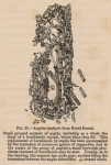 Renard (1888, fig. 21) Renard (1888, fig. 21)