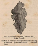 Renard (1888, fig. 22) Renard (1888, fig. 22)
