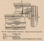 Renard (1888, fig. 26) Renard (1888, fig. 26)