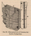 Renard (1888, fig. 27) Renard (1888, fig. 27)