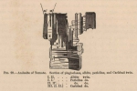 Renard (1888, fig. 29) Renard (1888, fig. 29)