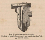 Renard (1888, fig. 31) Renard (1888, fig. 31)