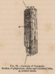 Renard (1888, fig. 33) Renard (1888, fig. 33)