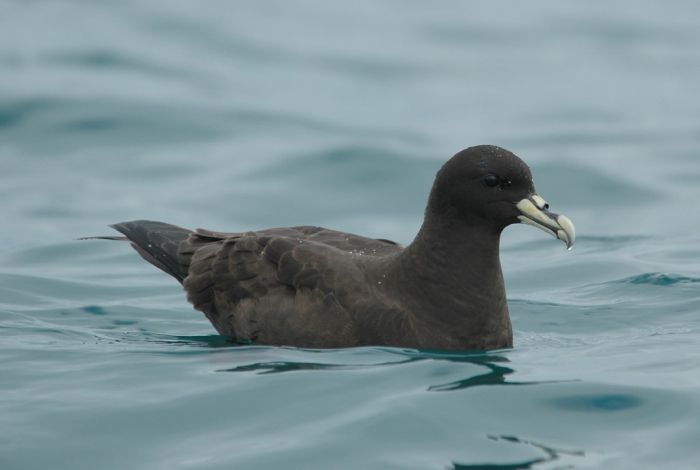 white-chinned petrel 