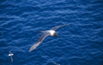 Light-mantled sooty albatross 