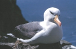 Black-browed albatross 2