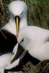 Yellow-nosed albatross 2