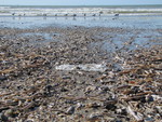 The age of plastic and invasion 