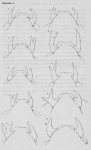 Pelseneer, P. (1928). La variabilité relative des sexes d'après des variations chez Patella, Trochus et Nassa Mém. De l'Acad. Roy. De Belg. (Classe des Sciences). In 8°. (2ième série) 10: 52-54, 13 pl. 3 fig. Pelseneer, P. (1928). La variabilité relative des sexes d'après des variations chez Patella, Trochus et Nassa Mém. De l'Acad. Roy. De Belg. (Classe des Sciences). In 8°. (2ième série) 10: 52-54, 13 pl. 3 fig.