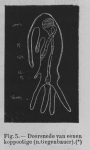 Eben (1884, figuur 5) Eben (1884, figuur 5)