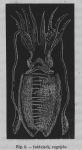 Eben (1884, figuur 6) Eben (1884, figuur 6)