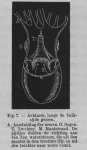 Eben (1884, figuur 7) Eben (1884, figuur 7)