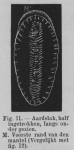 Eben (1884, figuur 11) Eben (1884, figuur 11)