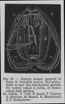 Eben (1884, figuur 19) Eben (1884, figuur 19)