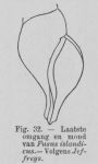 Eben (1884, figuur 32) Eben (1884, figuur 32)