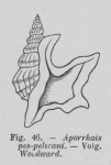 Eben (1884, figuur 46) Eben (1884, figuur 46)