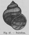 Eben (1884, figuur 47) Eben (1884, figuur 47)