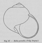 Eben (1884, figuur 57) Eben (1884, figuur 57)