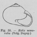 Eben (1884, figuur 58) Eben (1884, figuur 58)