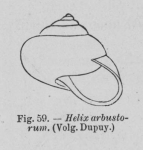 Eben (1884, figuur 59) Eben (1884, figuur 59)